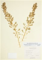 藏品(黑肉葉刺莖藜)的圖片